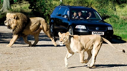Givskud Lions 428X238
