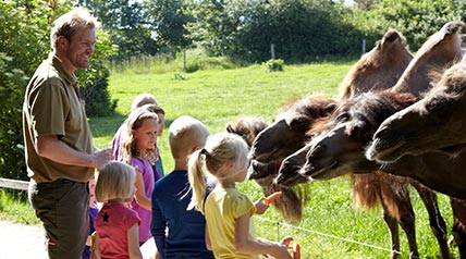 Givskud Camels 428X238