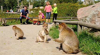 Givskud Monkeys 428X238